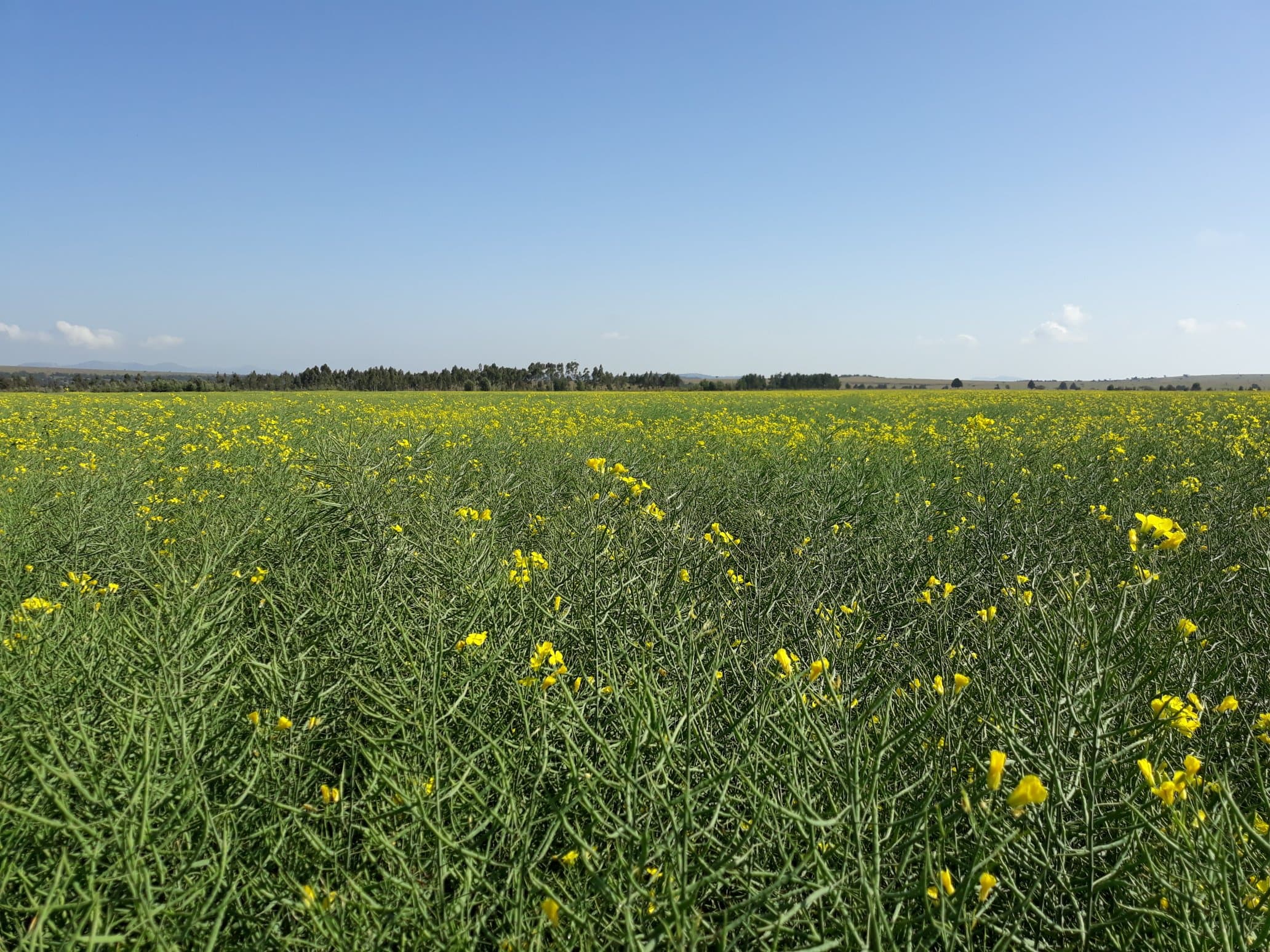 Farmers in field